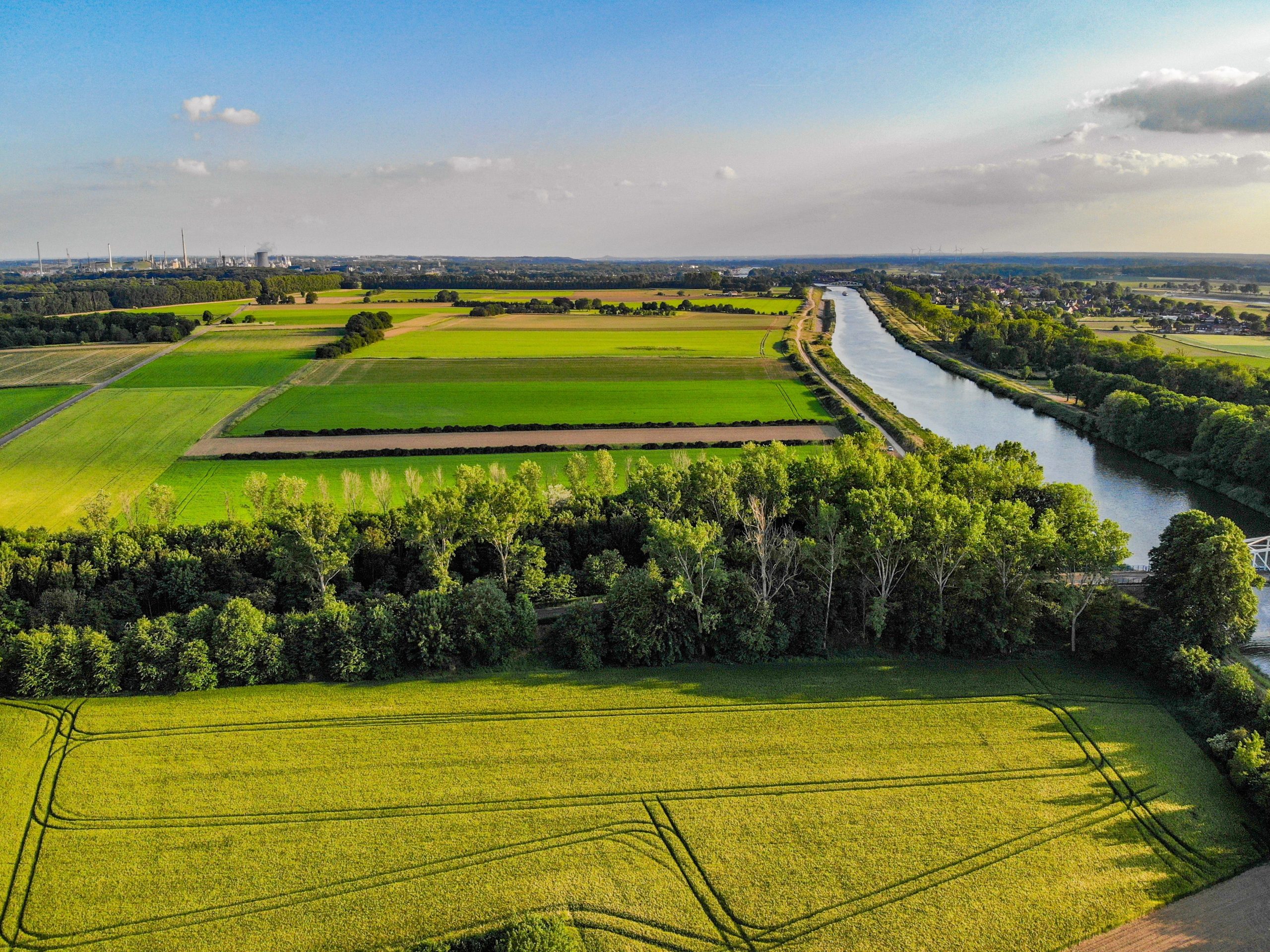 Field and Trees