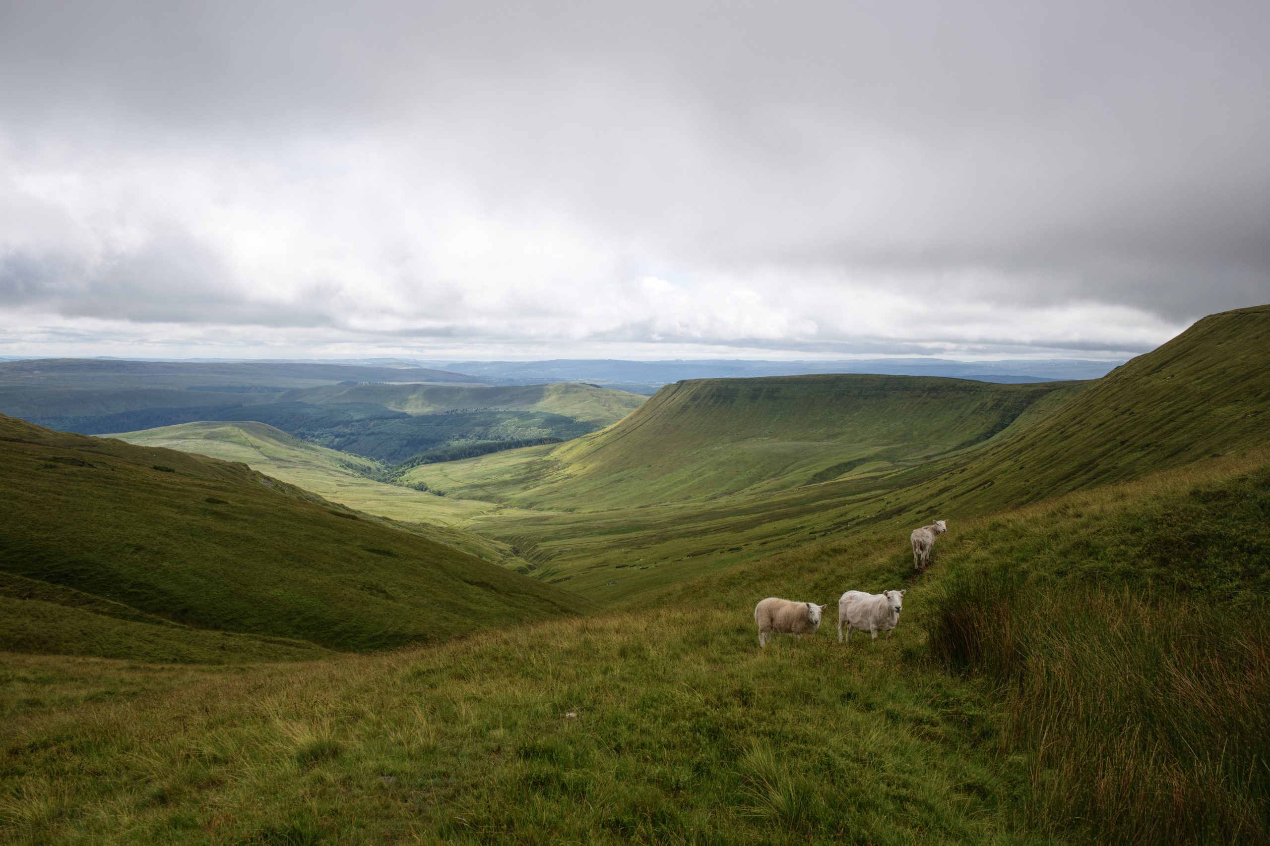 Wales - land and hills with sheep